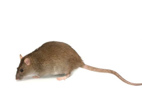 A small brown rat with a long, thin tail and pink paws is seen in profile view on a plain white background, highlighting the importance of effective rodent control. The rat's fur is short and smooth.