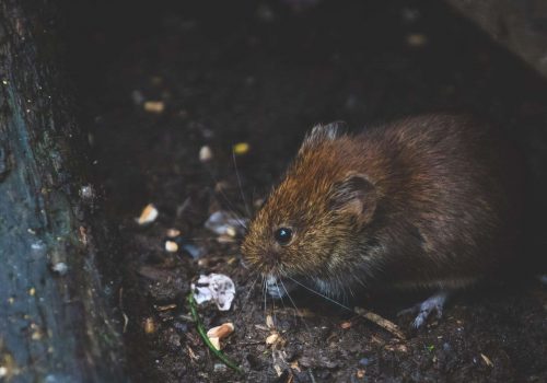 rodent removal port st lucie